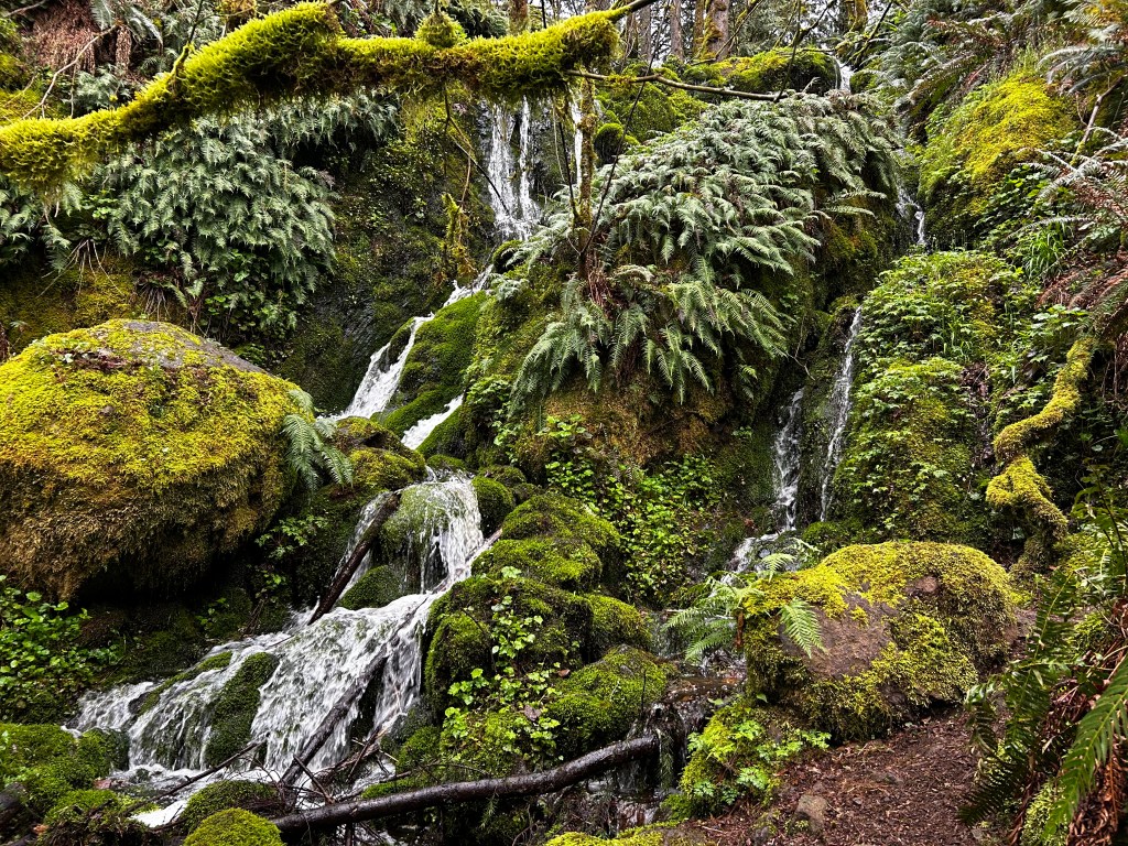 Licorice Fern Trail